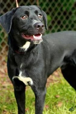 Black Labrador Retriever - Hudson - Medium - Young - Male - Dog