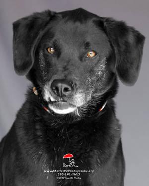 Black Labrador Retriever - Jack - Medium - Adult - Male - Dog