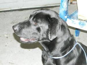 Black Labrador Retriever - Jake - Large - Young - Male - Dog