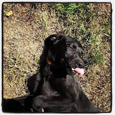 Black Labrador Retriever - Mambo - Medium - Young - Male - Dog
