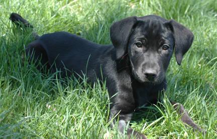 Black Labrador Retriever - Murphy & Abby - Large - Baby - Male