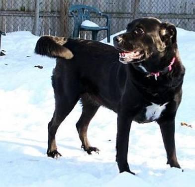 Black Labrador Retriever - Raven - Large - Adult - Female - Dog