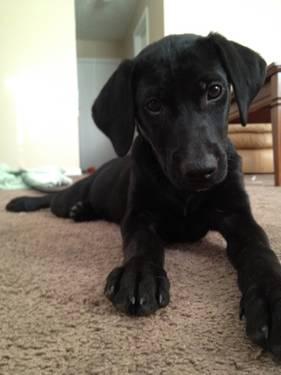 Black Labrador Retriever - Ready Sat., Nov. 17th - Medium - Baby