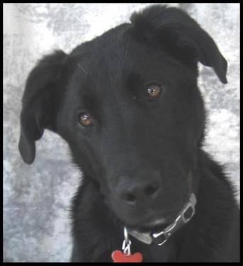 Black Labrador Retriever - Sammy (samson) - Large - Adult - Male