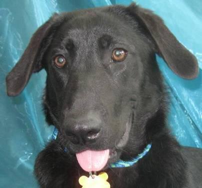 Black Labrador Retriever - Sarah - Medium - Young - Female - Dog
