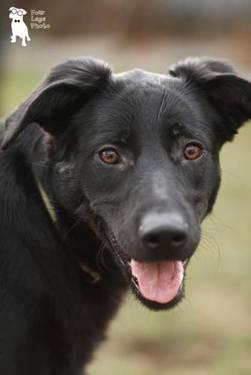 Black Labrador Retriever - Sassy - Large - Young - Female - Dog