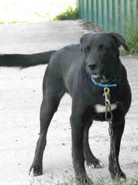 Black Labrador Retriever - Tessa - Medium - Young - Female - Dog
