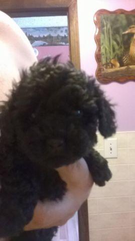 Black lg toy poodle puppy