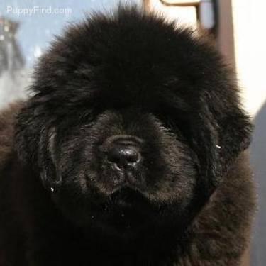 Black Newfoundland Puppies - Due 05/25/13