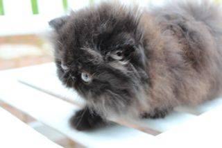 Black Persian Kitten - Male from Top Lines