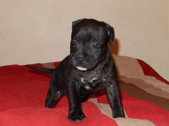 Black Pitbull Puppy