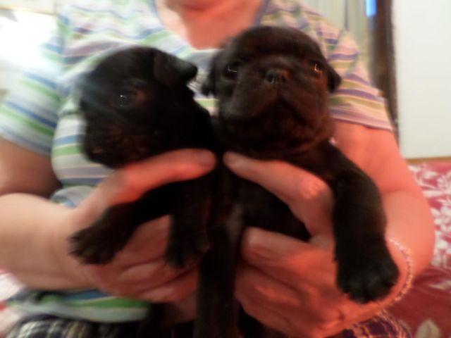 black pug puppies for sale will be 8 weeks