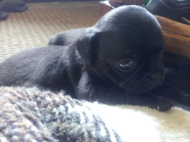 Black Pug puppy (9 months)