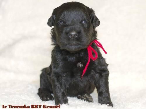 Black Russian Terriers puppies for sale