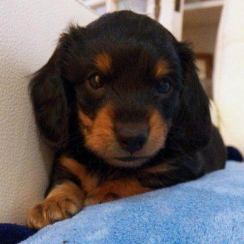 Black & Tan LONG-HAIR Miniature Dachshund Puppy