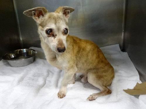 Blind and poss deaf sr chi Tico in danger@NYC kill shelter