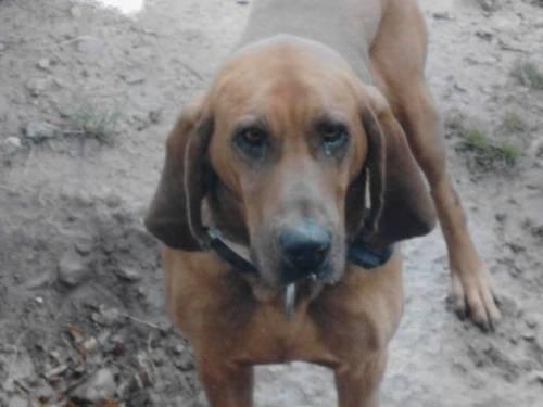 Bloodhound - Beau - Large - Adult - Male - Dog