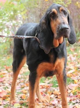 Bloodhound - Quaker - Large - Senior - Male - Dog
