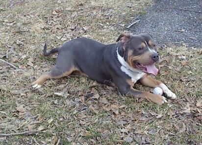 blue american bully free to good home