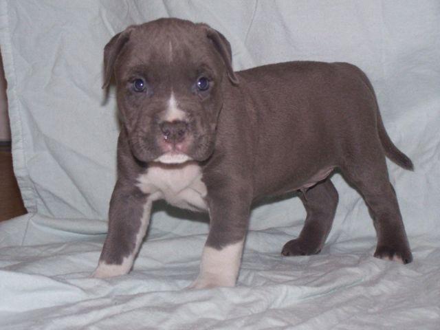 Blue American Pitbull (Bully) Pup