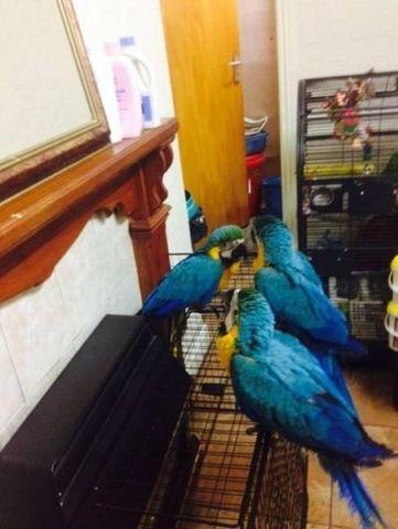 BLUE AND GOLD MACAW PROVEN PAIR