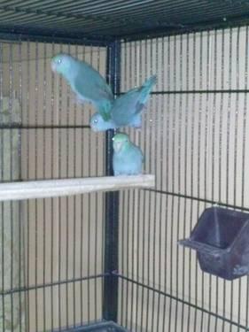 Blue and turquoise face parrotlets
