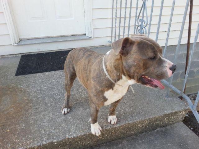 blue bridle male pit bull needs