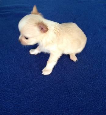 Blue Fawn Chihuahua Puppy