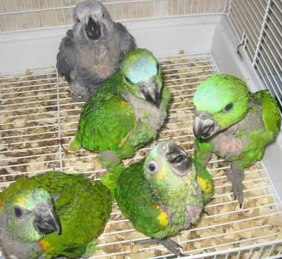 blue front*yellow napes amazon babies