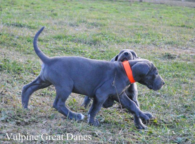 Blue Import Sired AKC Females Great Danes ready to go Dec. 29th!