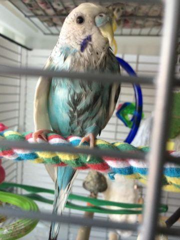 Blue male parakeet for sale