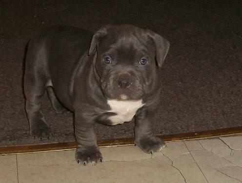BLUE NOSE AMERICAN BULLY PUPPIES FOR SALE
