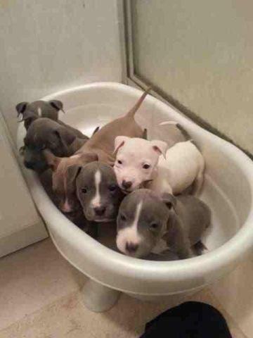 Blue nose bully puppies