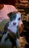 Blue nose male 4 moths Big paws home protection