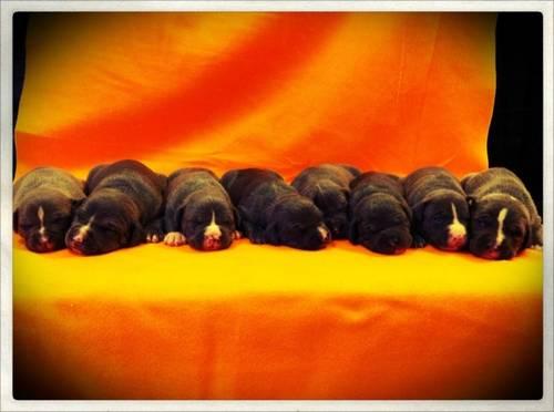 Blue nose male Puppy born 11/2/12 delivery.To all 5 Boro and N.NJ
