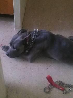 Blue nose pit bull 4 yrs old