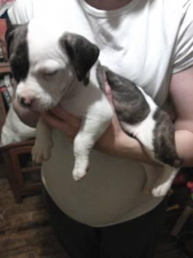 blue nose pit bull puppies