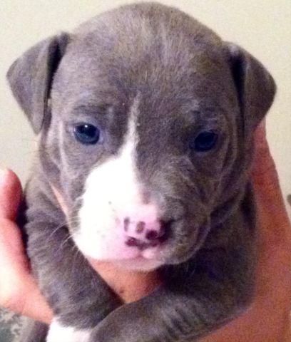 Blue nose pit bull puppy's