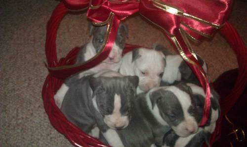 Blue nose pit bull pups for sale