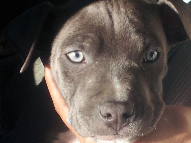 Blue Nose Pitbull 9 weeks 1st pick out the liter .