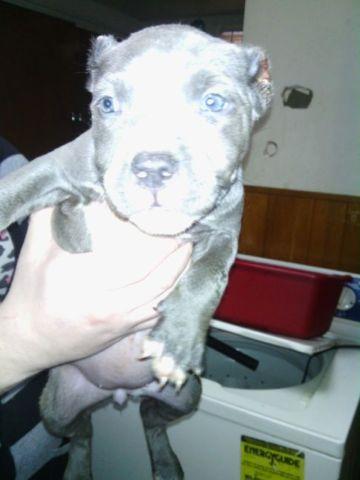 Blue nose pitbull pup