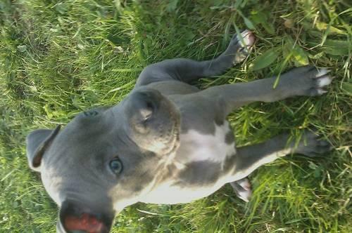 blue nose pup