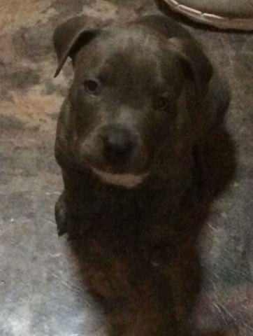 Blue nose puppy for sale