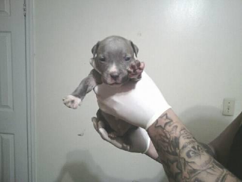 blue nose Pups new reduced price
