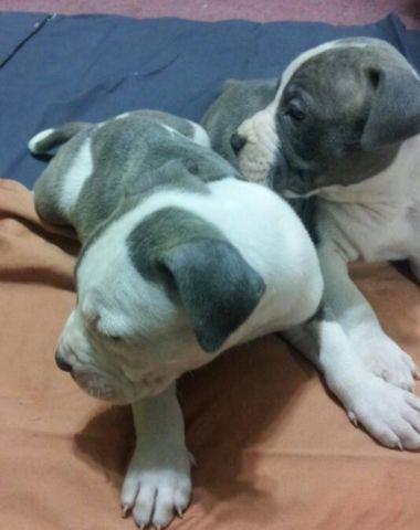 Blue Nose pups ready 7/3/2014 $350 and up