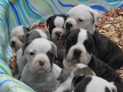 Blue olde english bulldogges 9weeks Ready to go