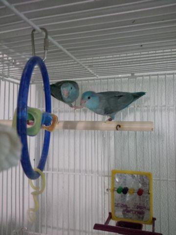 blue parrotlet male baby $125