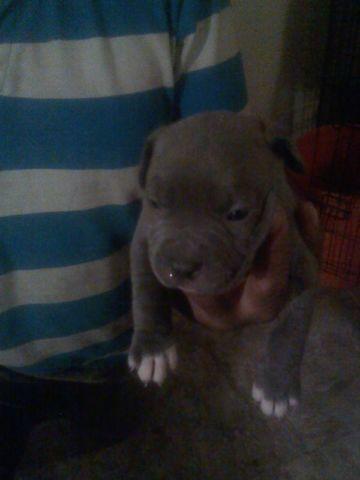 Blue pit bull puppies