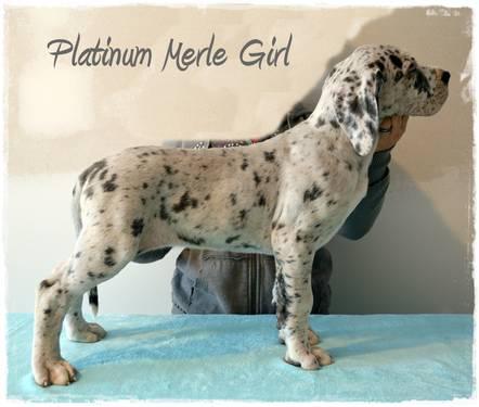 Blue/Platinum Merle Great Dane Female Puppy - 8 1/2 weeks