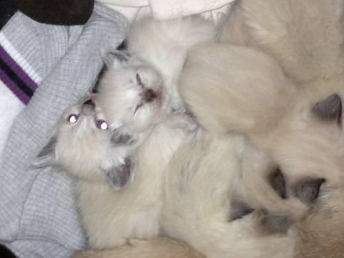 BLUE POINT AND SEAL POINT RAGDOLL KITTENS